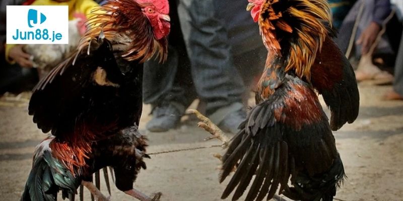 JUN88 là một sân chơi đá gà uy tín hàng đầu châu Á