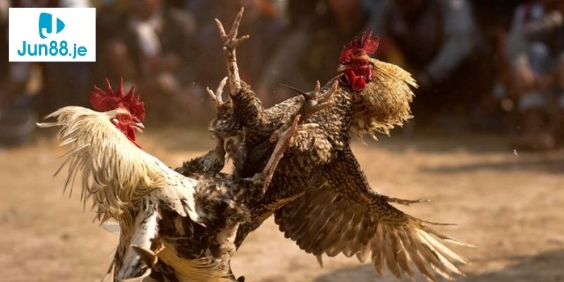 Hình ảnh phát trực tiếp đá gà đạt Full HD, sắc nét, chân thực