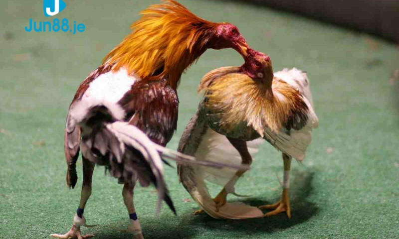 Đặc tính nổi trội của chiến kê Đá gà Bình Định