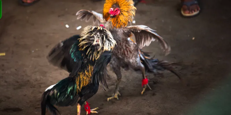 Chọn chiến kê cựa sắt qua những đặc điểm ngoại hình