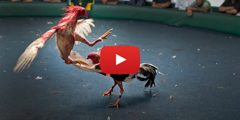 Xem đá gà trực tiếp bên Thomo