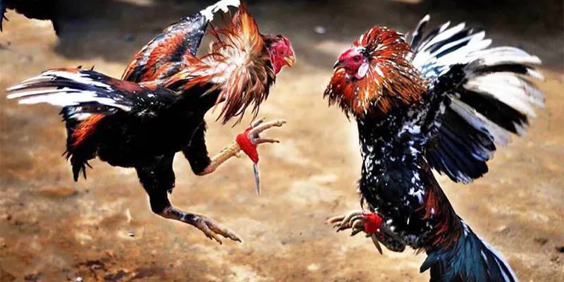 Ưu điểm của loại hình cá cược xem đá gà trực tiếp tại Thomo